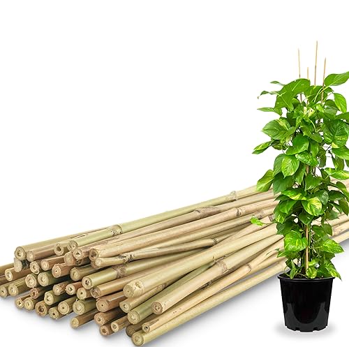 Pllieay 20 Pieces 18 inch Bamboo Stakes Natural Bamboo Sticks Bamboo Plant  Stakes for Indoor and Outdoor Plants, Plant Support Stakes for Tomato